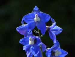 Click to see big picture (1024x768 pixels; 55 KB)