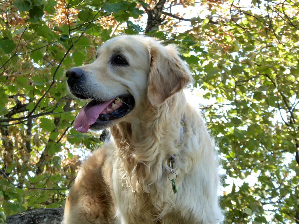 {Clic pour voir plus grand}