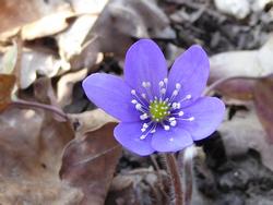 Click to see big picture (1024x768 pixels; 86 KB)