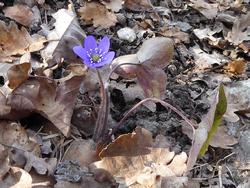 Click to see big picture (1024x768 pixels; 182 KB)