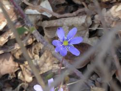 Click to see big picture (1024x768 pixels; 66 KB)