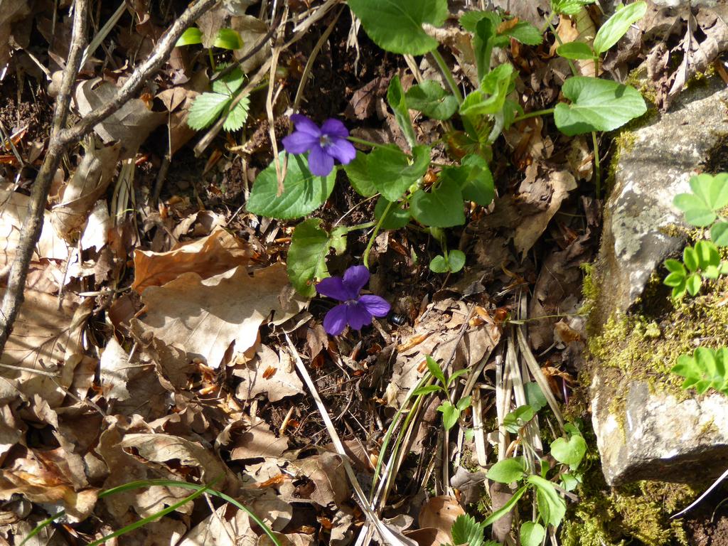 {Clic pour voir plus grand}