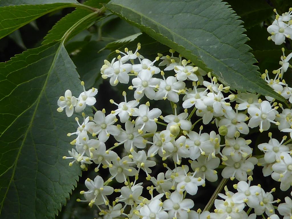 {Clic pour voir plus grand}