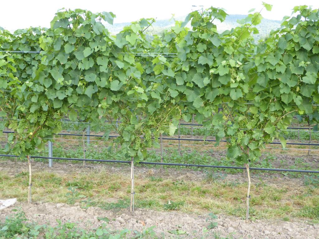 {Clic pour voir plus grand}