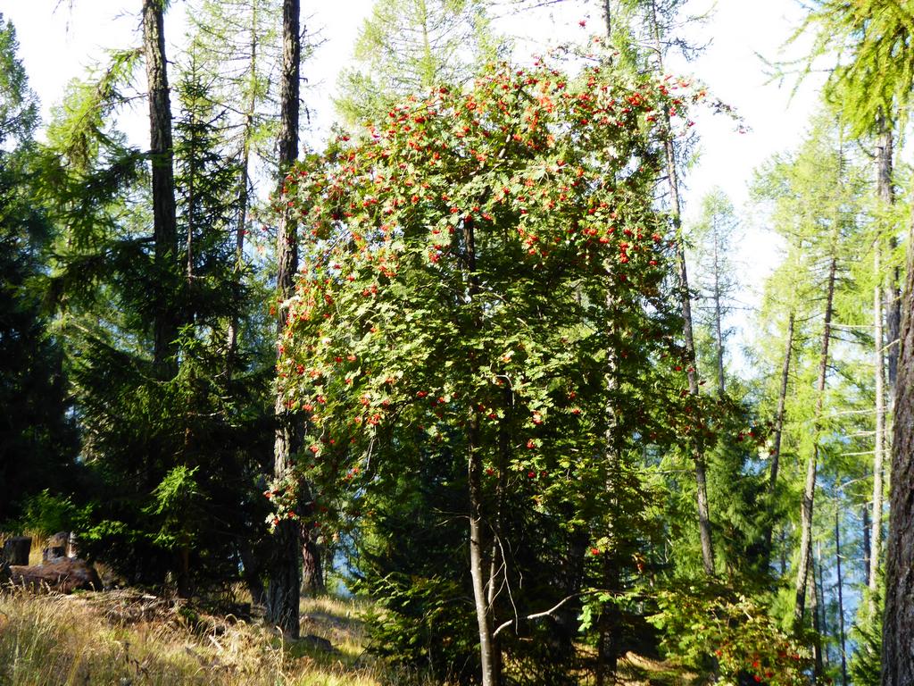 {Clic pour voir plus grand}