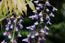 Pour agrandir l'image (1024x685 pixels; 104 KB)