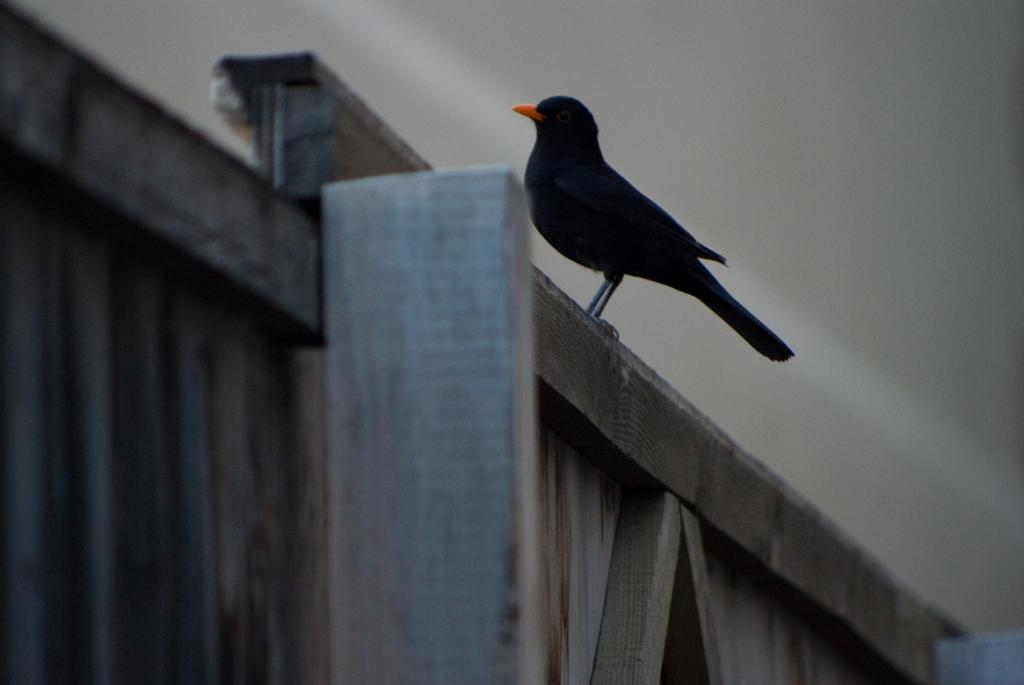 Pour l'image suivante