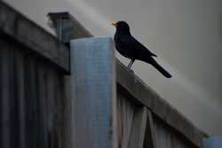 Pour agrandir l'image (1024x685 pixels; 55 KB)