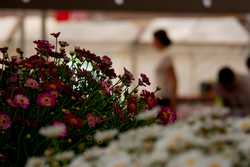 Pour agrandir l'image (1024x685 pixels; 92 KB)