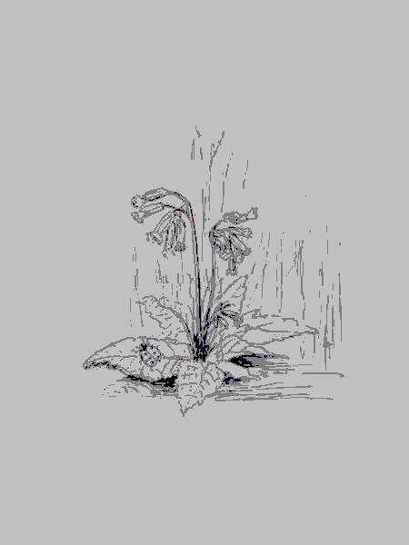 Cliquer pour voir l'image suivante