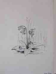 Cliquer pour agrandir l'image (450x600 pixels; 20 KB)