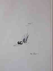 Cliquer pour agrandir l'image (450x600 pixels; 17 KB)